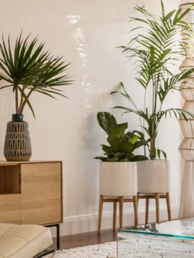 Interior Styling with Plants